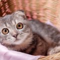 聞いたことありますか？猫のオナラ