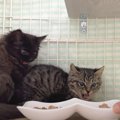 シャーシャーと威嚇していた保護子猫→6日目になると……予想外の『変化』が…