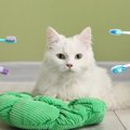 愛猫の『口内ケア』が大切な3つの理由とお手入れ方法　お口のトラブル…
