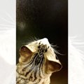 窓の上のほうを真剣に見つめる猫→『左下』を見てみると……まさかの光景…