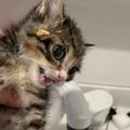 納豆にダイブした子猫を『お風呂で洗った』結果…思わず爆笑の『ビフォ…