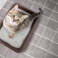 『猫トイレ』のキレイをキープするためのアイデア3選　負担を減らし、掃除…