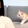 『まったく動かない飼い主』を見て…心配になった猫の『可愛すぎる行動…