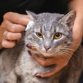 猫のお腹が鳴る理由。原因と病気の可能性を解説します！