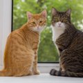 猫を『飼育禁止物件』で飼うと起きるトラブル2つ！最悪のケースと絶対…