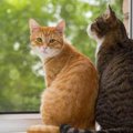 猫の『留守番トラブル』5選！飼い主が最低限しておくべき対策とは