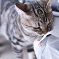 猫にとって『紙袋・ビニール』が危ない3つの理由　“見てないときはし…