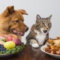 猫が口で「クチャクチャ」ご飯を食べる理由