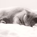 『猫エイズキャリア』に関する5つの知識　発症した場合の症状や注意すべき…
