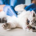 猫に『しこり』ができる原因は？考えられる病気3つと予防法