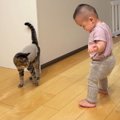 赤ちゃんが初めて"ひとりで歩いているところ"を目撃した猫…微笑…