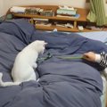 ５日ぶりに帰省してきた長女→猫じゃらしを使用すると…思わず笑っちゃ…