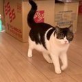 わくわく♡お引っ越しをして新居を探検する猫さんたち！