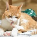 猫の『肉球』に起こりうるケガや病気5つ　見逃せないサインから予防法…