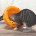 『おもちゃで遊ぶ子猫』を見ていたら…完全に想定外な『まさかの使い方』を…