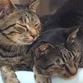 同居猫のことが大好きすぎる猫…あまりにも尊い『いつもくっついている…