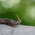 猫に『ナメクジ・カタツムリ』を近づけてはいけない理由3つ　起こりう…