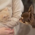 先住犬と子猫が出会って1週間…絆を深めていく過程が感動的すぎると1万…