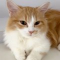 目を覚ました猫に『ごはん食べよう』と声をかけたら…たまらなく愛おしい『…