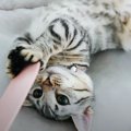 猫じゃすりもおもちゃにしてしまう子猫ちゃんが可愛い♡