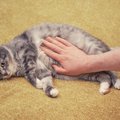 猫の『おヘソ』見たことありますか？簡単な見つけ方や特徴、異常があ…