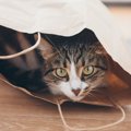 猫はなぜ『袋に入りたがる』？6つの理由と、気をつけなければいけない…