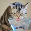 【獣医師監修】猫のしゃっくりの原因は？病気との関係と止める方法