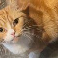 帰宅が遅くなってしまった猫の飼い主さん→玄関の扉を開けると…尊い"…