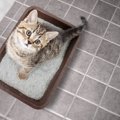 猫はストレスで下痢をする？考えられる原因5つと対処法