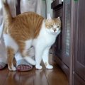 『カリカリよりもおやつ…』お気に入りのおやつを大量にゲットした猫ち…