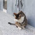 猫が顔を洗うタイミング！雨が降るのは本当なのか