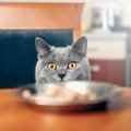 猫に「ちくわ」はNG！与えてはいけない理由3選