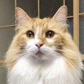 職場に連れて行ってる愛猫の意外な本音｜Laylaのペットリーディング