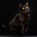 『黒猫』がいる代表的な純血種4選　日本猫以外にもいっぱいいる！