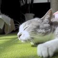 『気持ちえぇ…』猫がブラシを使用したマッサージにガチ悶絶→「予想を…