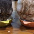 猫ご飯を3分クッキング♪