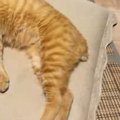 暑い夏、冷房の効いた涼しい部屋で猫が…とっても幸せそうな光景に癒さ…