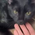 甘えん坊の黒猫→帰宅した飼い主に撫でられると…キュンとくる光景に１万い…