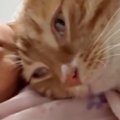 腕の中で眠る赤ちゃん→そばで猫も寝始めて……可愛すぎる『お昼寝中の様…