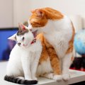 猫が飼い主さんや同居猫を『親友』認定したときの態度4選　ズッ友♡と…