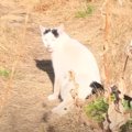 庭に現れた『足の動かない猫』を家族に迎えた結果→2年が経過した現在は………