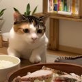 チキンをロックオンした猫ちゃんと夕飯をかけた攻防戦！