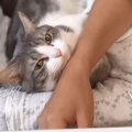 『パパにキスをおねだりする猫』を撮影したら…ママも嫉妬するレベルの…