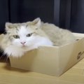 気分はマイ書斎？お気に入りBOXを死守する姿が可愛いパパ猫さん