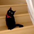 扉の向こうにいる『赤い首輪をつけた黒猫』…まるでアニメのキャラ？たまら…