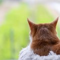 大切な愛猫を亡くした知人にしてあげられる3つのアイデア　お花を送っ…