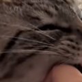 飼い主に甘える母猫→後ろにいる『息子猫の表情』を見ると…『まさかの光景…