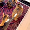 窓の外を見ている２匹の三毛猫→背後からもう１匹近づいてきて…『まる…