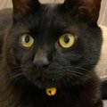 普段はとっても可愛い黒猫→『娘が撮る』と……もはや別の猫みたいな『衝…