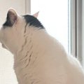 猫が『鏡を見つめている』かと思ったら…ドキッとする『まさかの瞬間』…